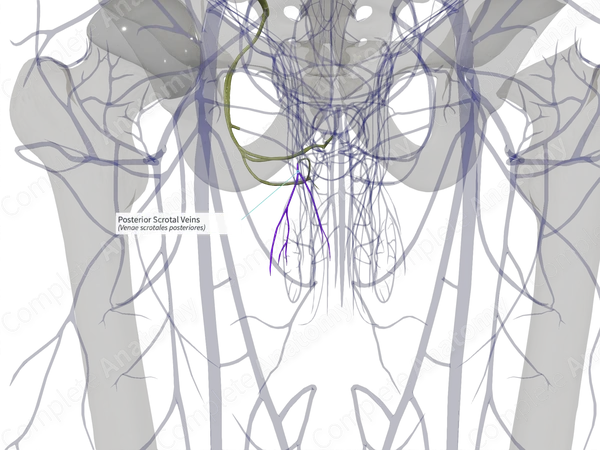 Posterior Scrotal Veins (Left)