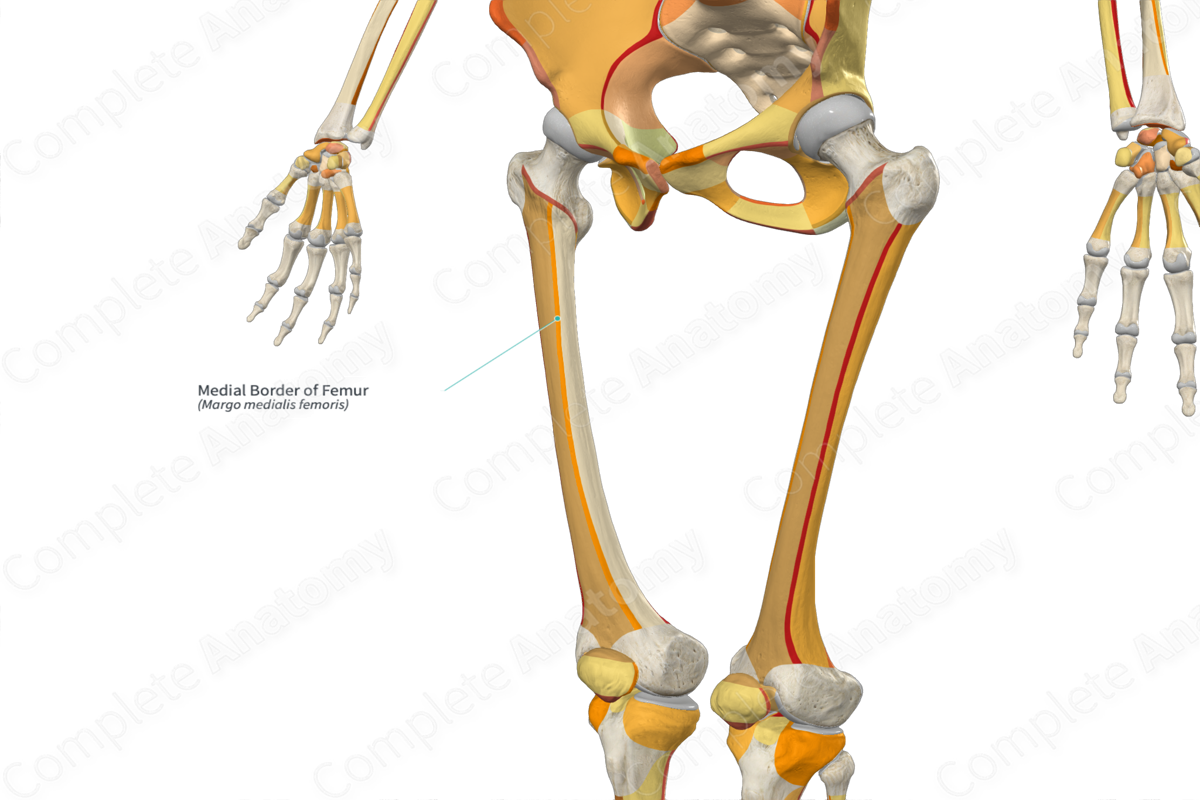 Medial Border Of Femur | Complete Anatomy