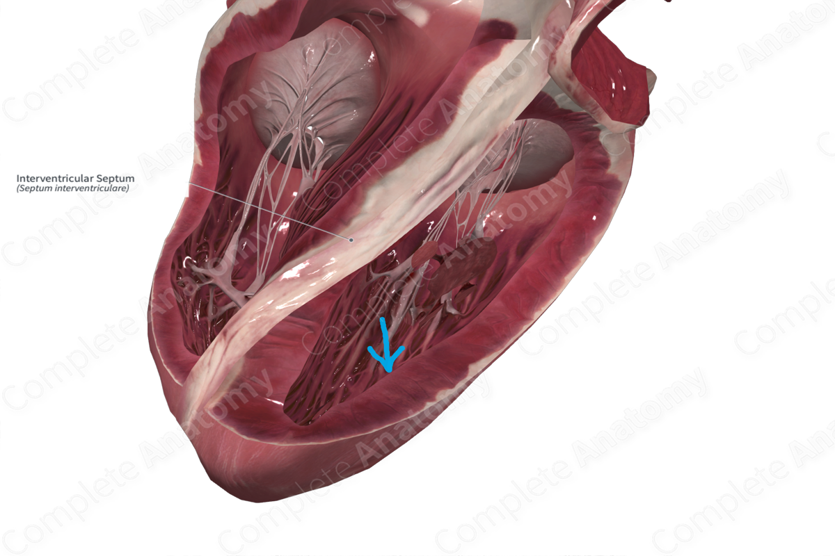 Interventricular Septum