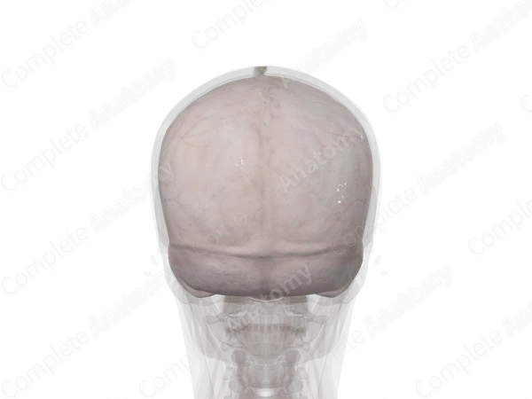 Periosteal Cranial Dura