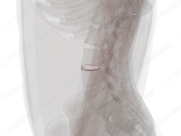 Intervertebral Symphysis (L3-L4)