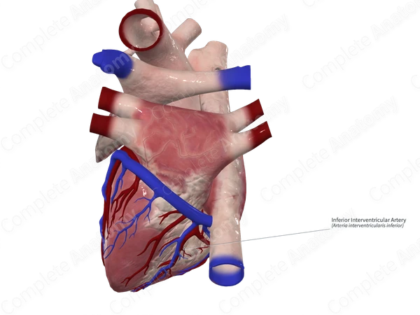 Inferior Interventricular Artery