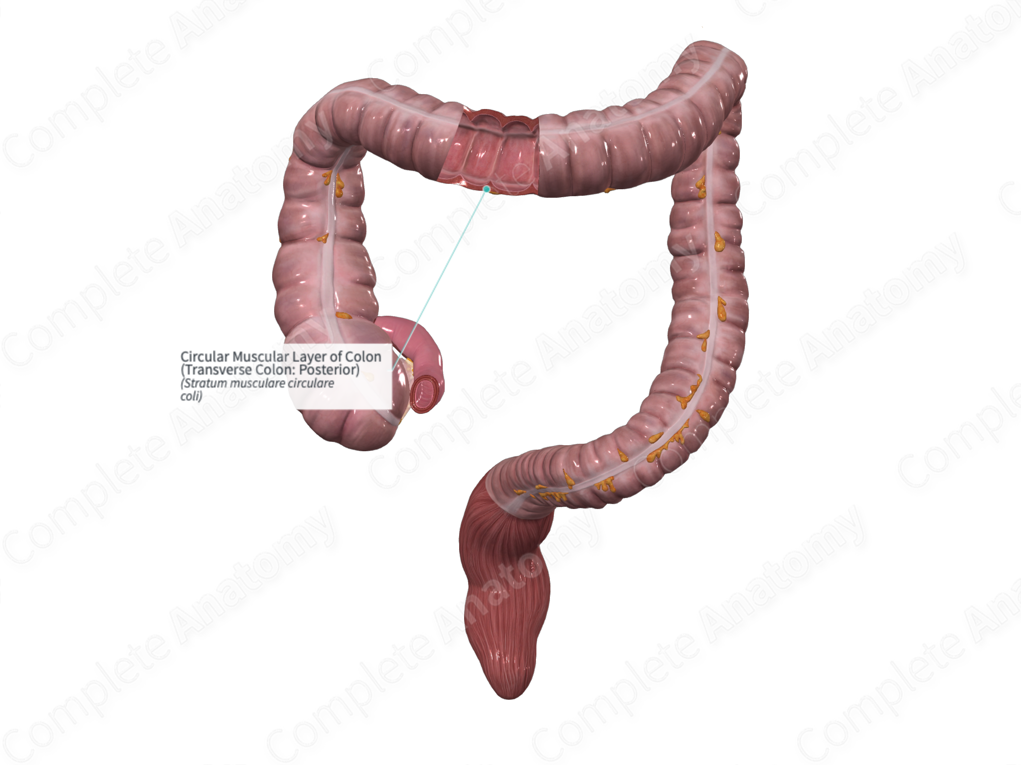 Circular Muscular Layer Of Colon (transverse Colon: Posterior 