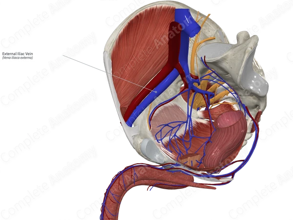 External Iliac Vein