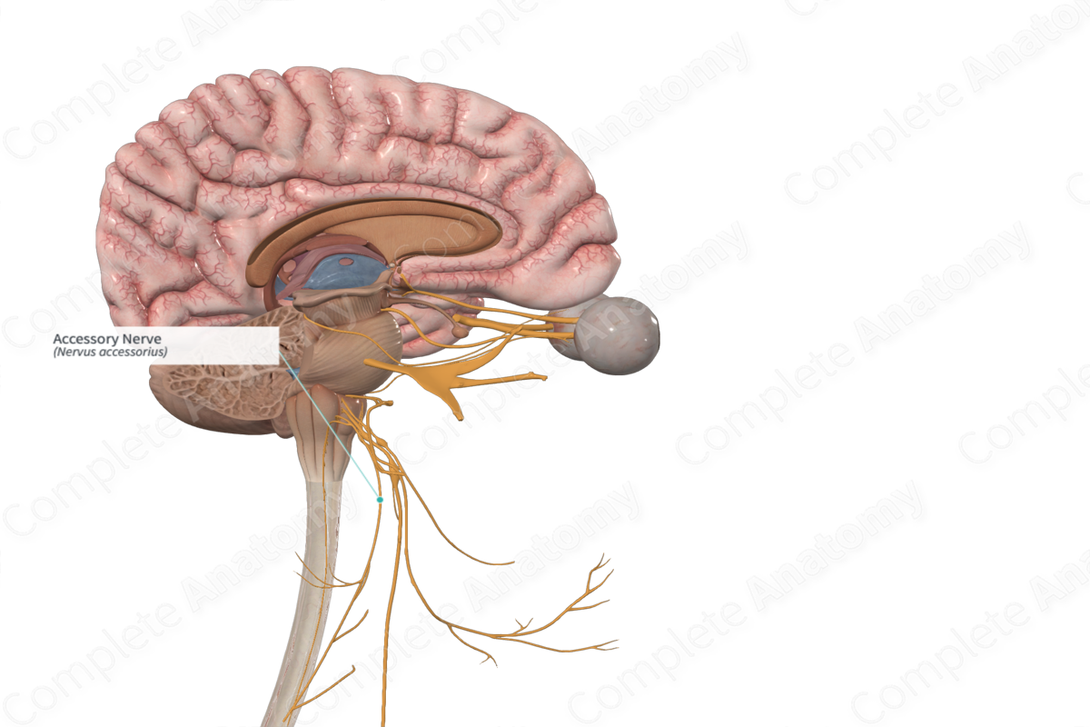 Accessory Nerve