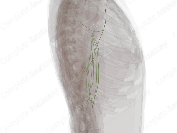 Lymph Vessels of Arm (Left)