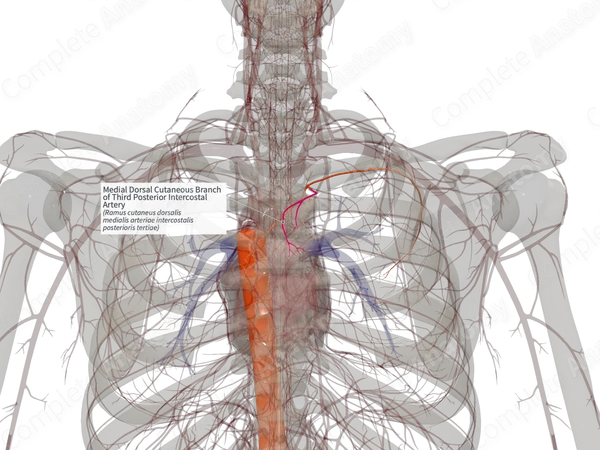 Medial Dorsal Cutaneous Branch of Third Posterior Intercostal Artery (Right)
