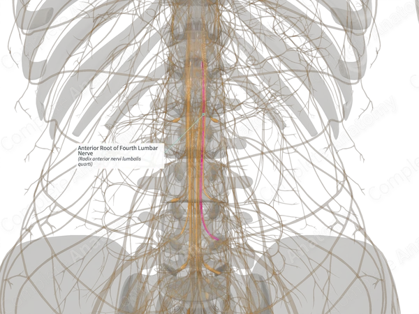 Anterior Root of Fourth Lumbar Nerve (Right)