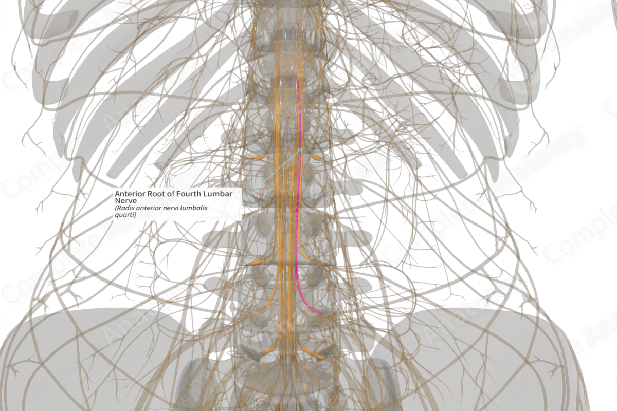 Anterior Root of Fourth Lumbar Nerve (Right)