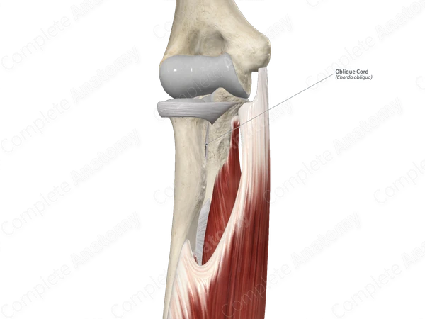 Oblique Cord