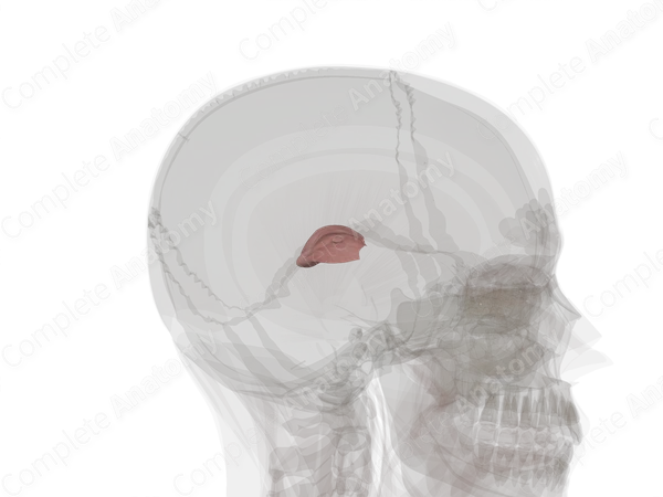 Thalamus (Left)