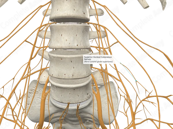 Superior Gluteal Cutaneous Nerves