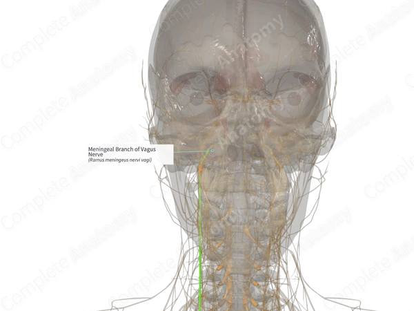 Meningeal Branch of Vagus Nerve (Right)