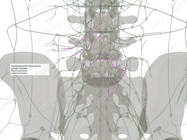Juxtaintestinal Mesenteric Lymph Vessels