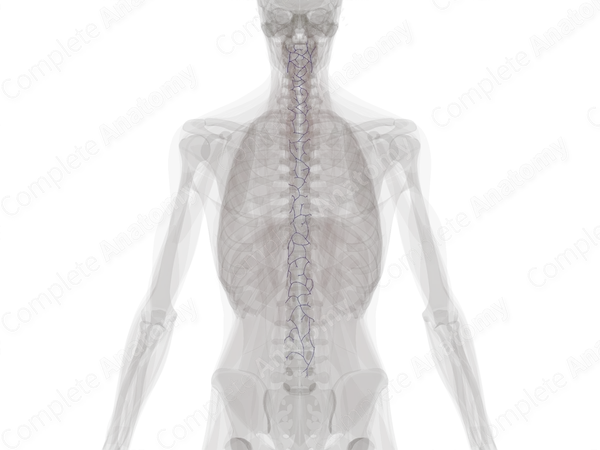 Anterior External Vertebral Venous Plexus