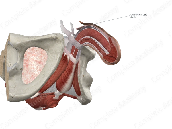 Skin (Penis; Left)