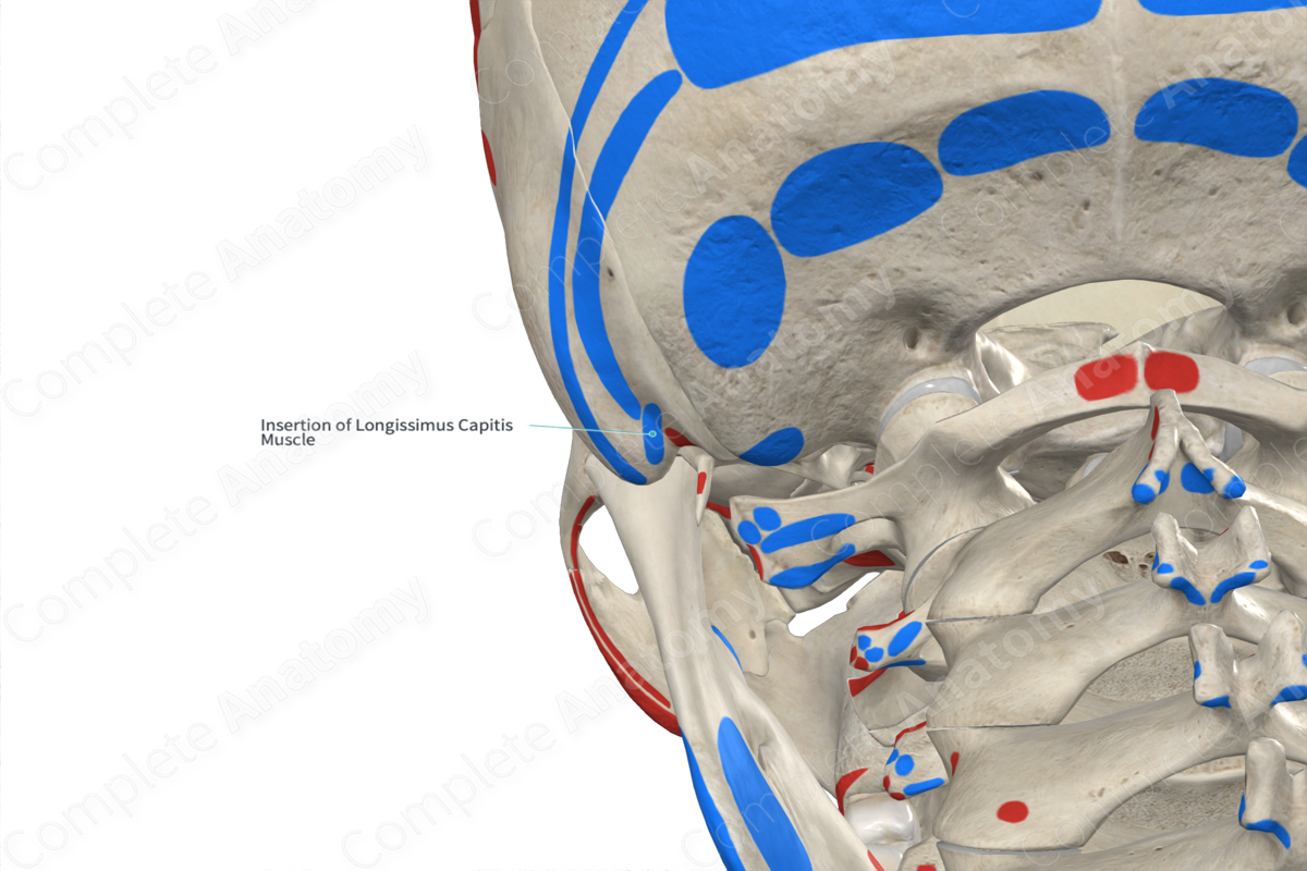 Insertion of Longissimus Capitis Muscle