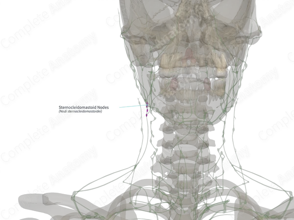Sternocleidomastoid Nodes (Left)