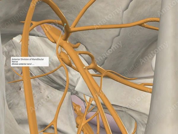Anterior Division of Mandibular Nerve