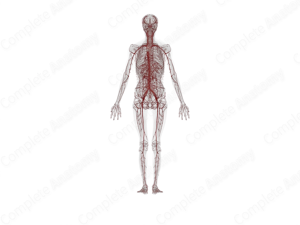 Systemic Arteries