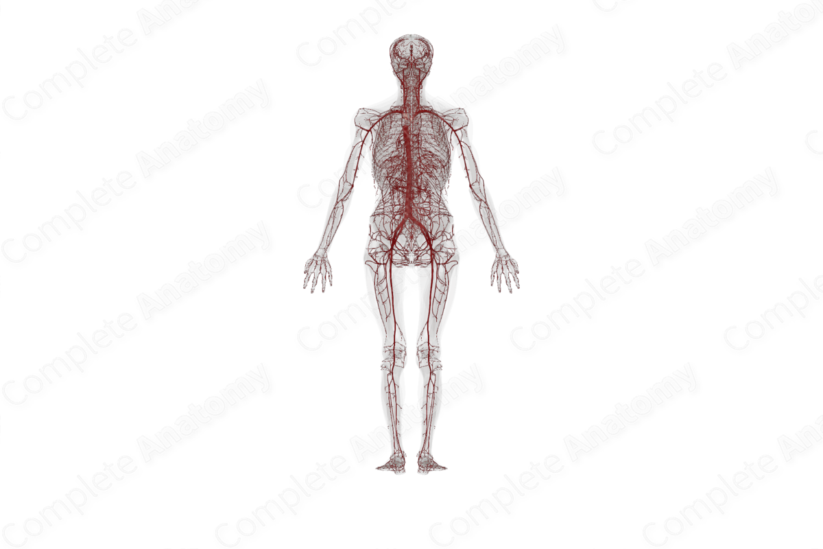 Systemic Arteries