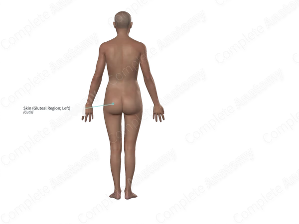 Skin (Gluteal Region; Left)