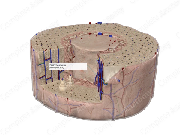 Periosteal Vein
