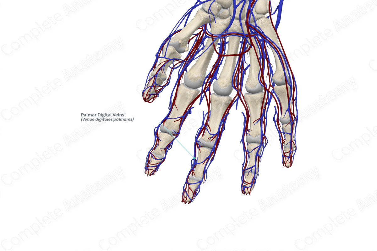 Palmar Digital Veins 