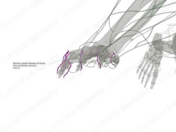 Dorsal Lymph Vessels of Hand (Left)