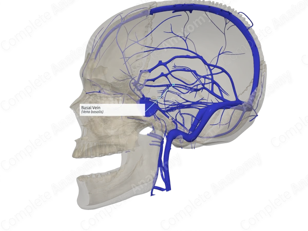 Basal Vein 