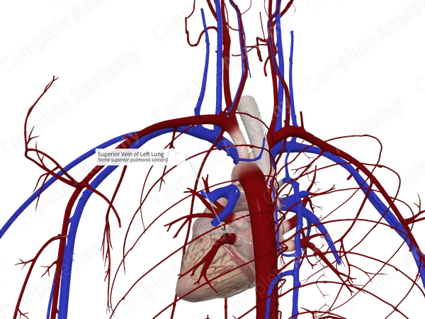 Superior Vein of Left Lung