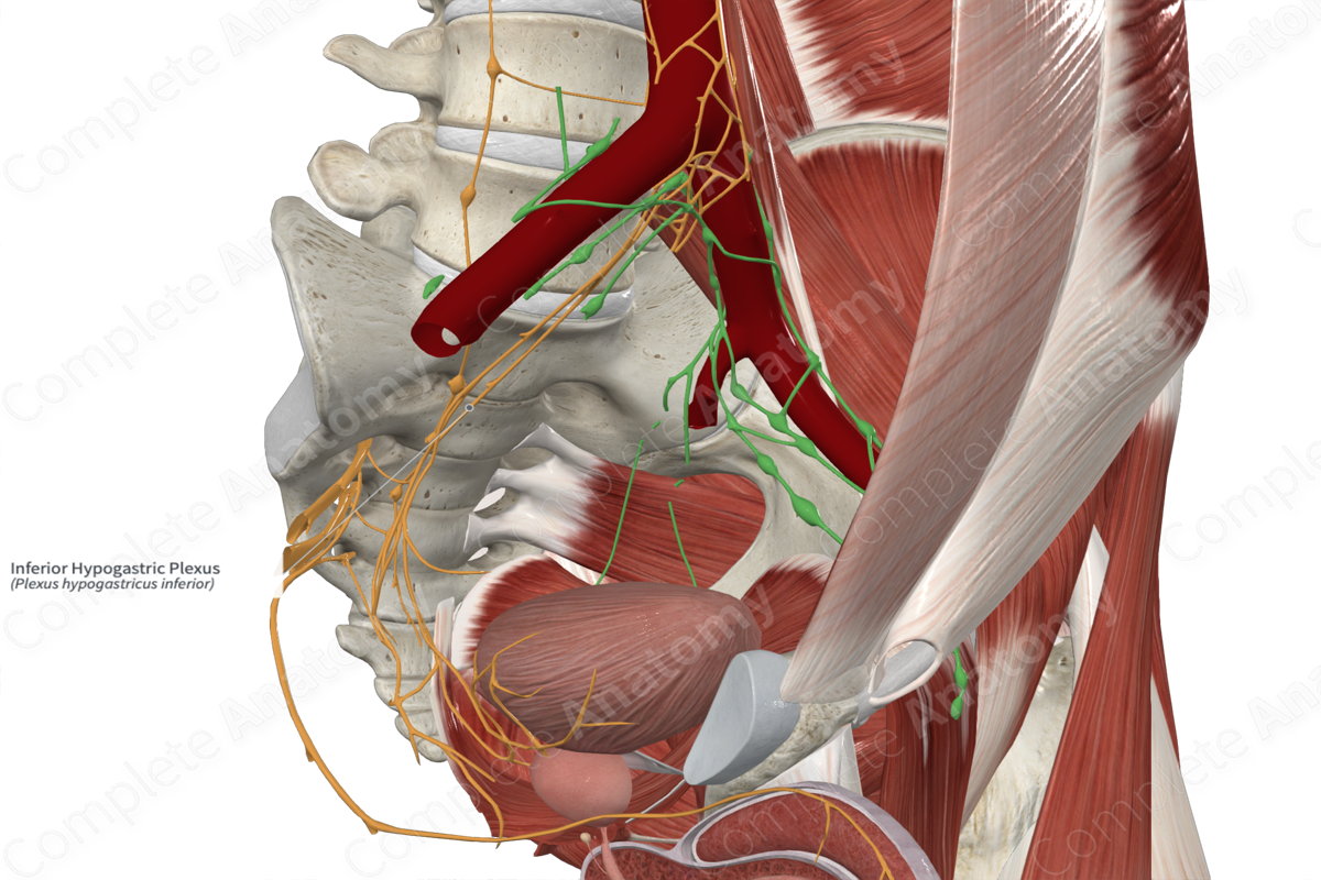 Inferior Hypogastric Plexus