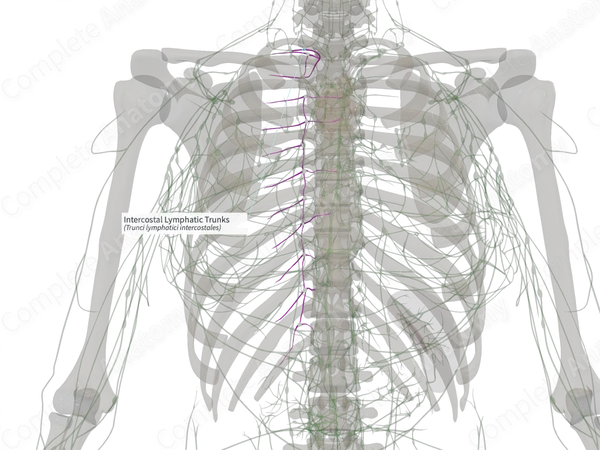 Intercostal Lymphatic Trunks (Right)