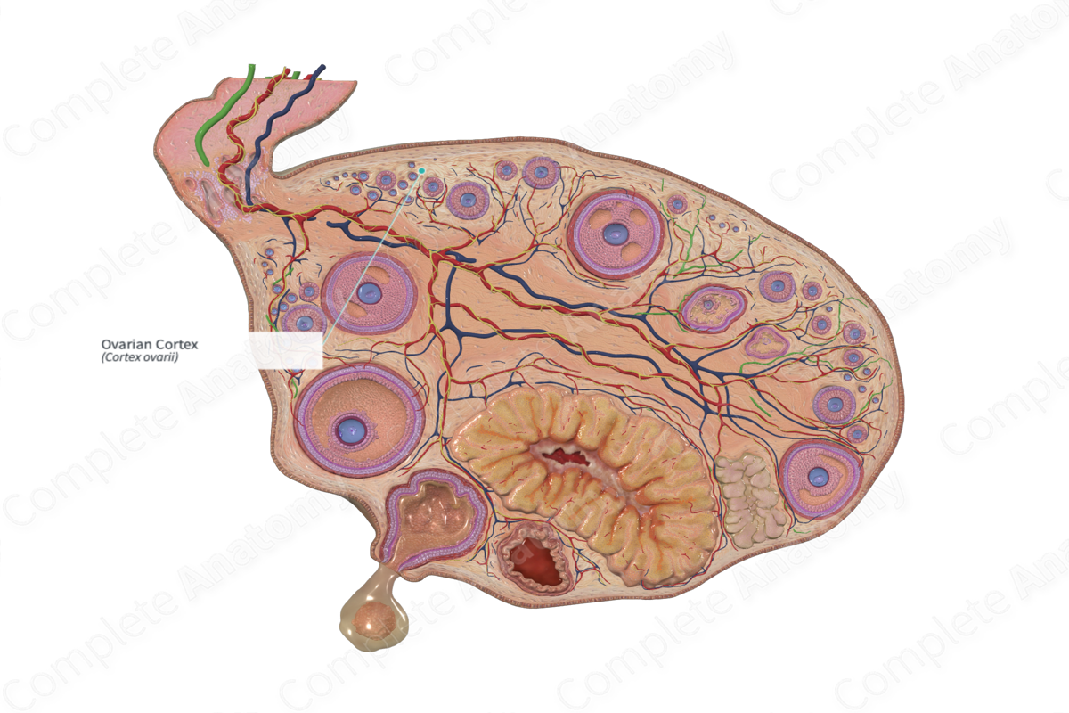 Ovarian Cortex