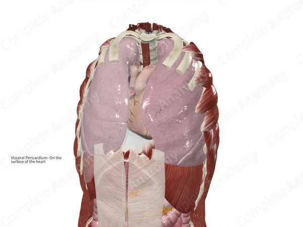 Visceral Layer of Serous Pericardium
