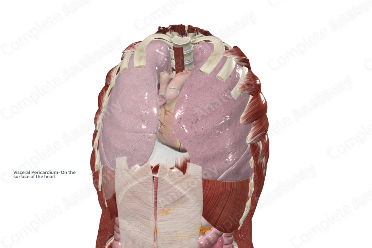 Visceral Layer of Serous Pericardium