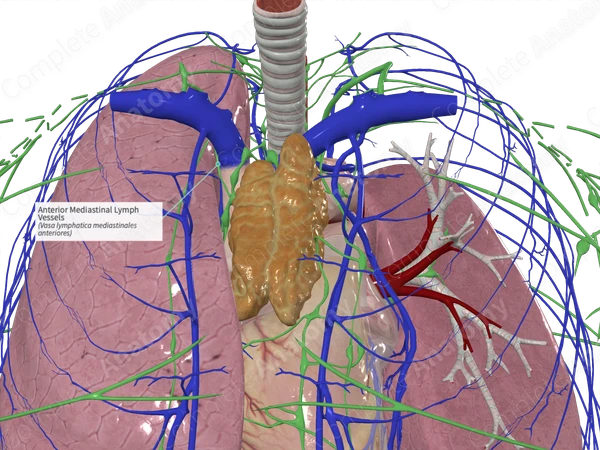 Anterior Mediastinal Lymph Vessels | Complete Anatomy