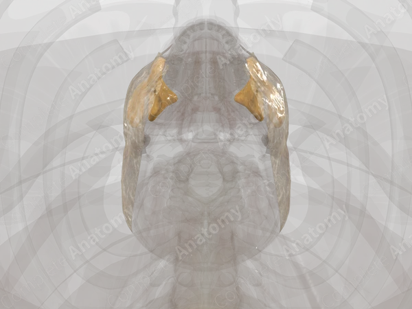 Fasciae of Head