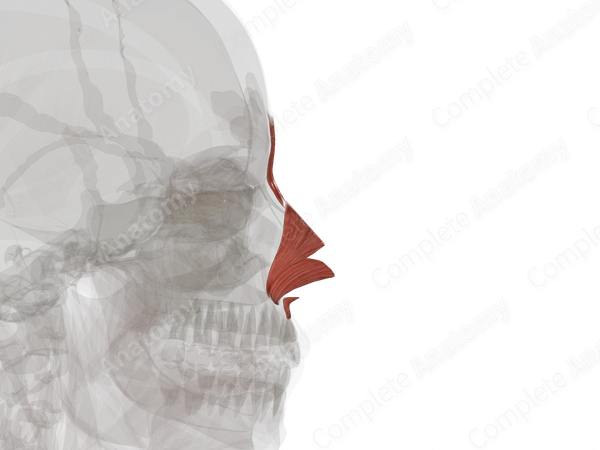 Nasal Muscles