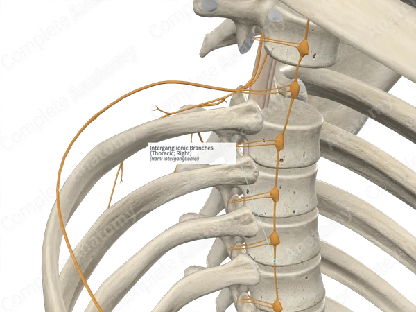Interganglionic Branches (Thoracic; Right)