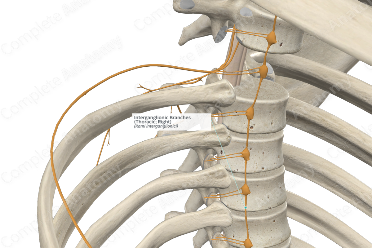 Interganglionic Branches (Thoracic; Right)