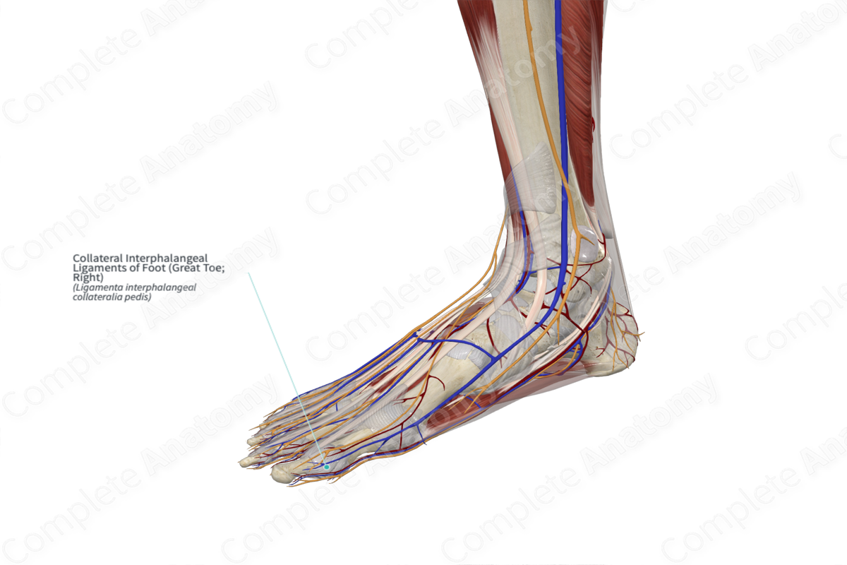 Collateral Interphalangeal Ligaments of Foot (Great Toe; Right)