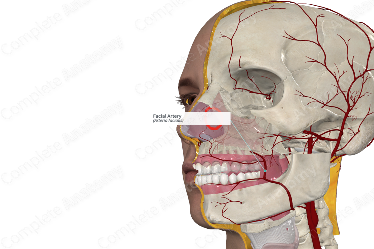 Facial Artery 