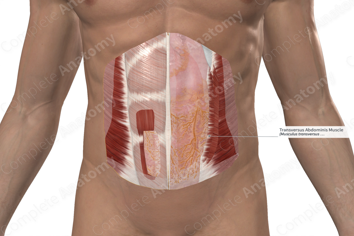 Anatomy and Mechanics of the Abdominal Muscles
