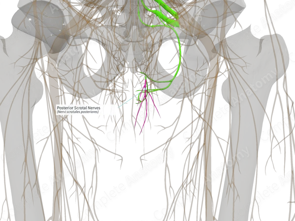 Posterior Scrotal Nerves (Right)