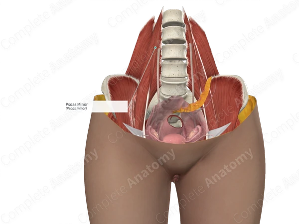 Psoas Minor