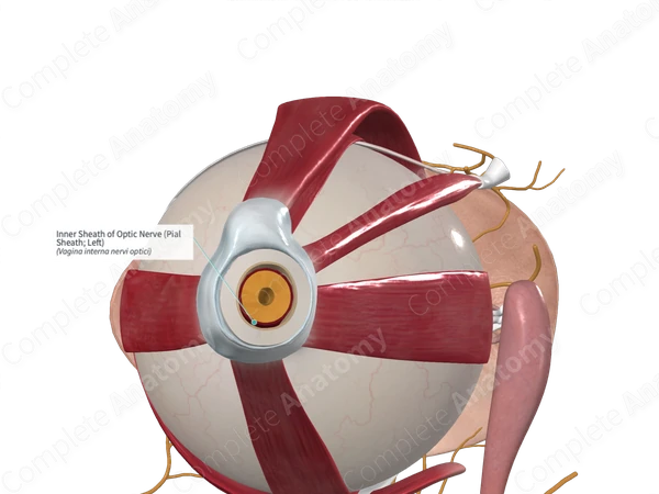 Inner Sheath of Optic Nerve (Pial Sheath; Left)