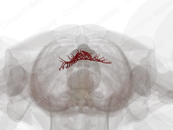 Arteries of Small Intestine