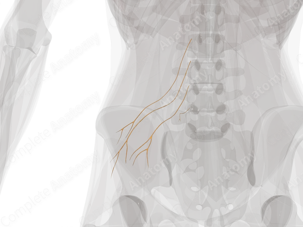 Lateral Branches of Posterior Rami of Lumbar Nerves (Left)
