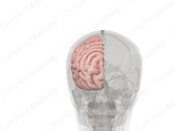 Cerebrum (Left)